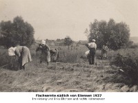 l10 - Flachsernte unter dem Dorf 1937